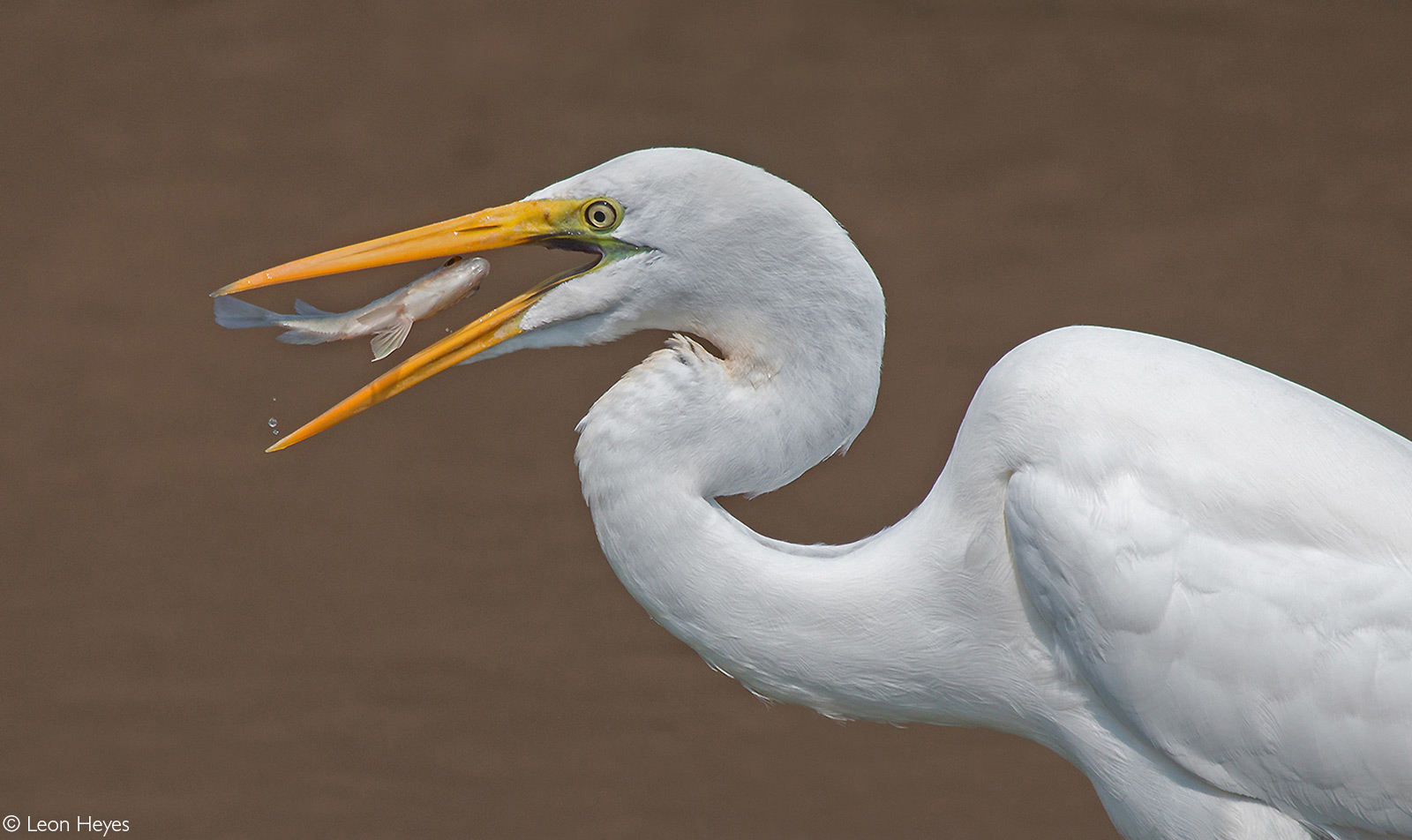 A great white egret catches his lunch at Sunset Dam. Kruger National Park, South Africa © Leon Heyes