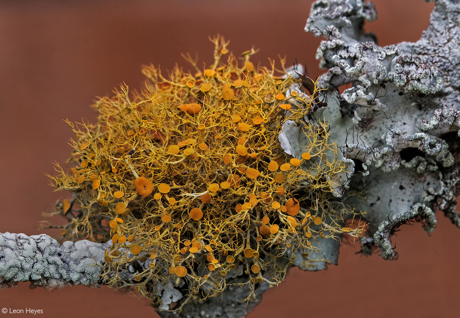 Up close of lichen growing on a bougainvillea plant. Pietermaritzburg, South Africa © Leon Heyes