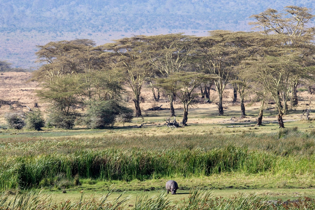 The Ngorongoro Crater Tanzania S Garden Of Eden Africa Geographic