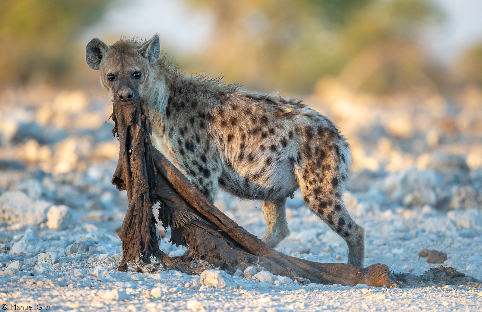 A spotted hyena carries the remains of a kill. Etosha National Park, Namibia © Manuel Graf