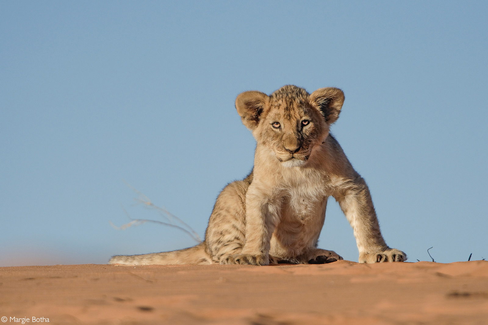 A very curious lion cub on a red dune. Kgalagadi Transfrontier Park, South Africa © Margie Botha