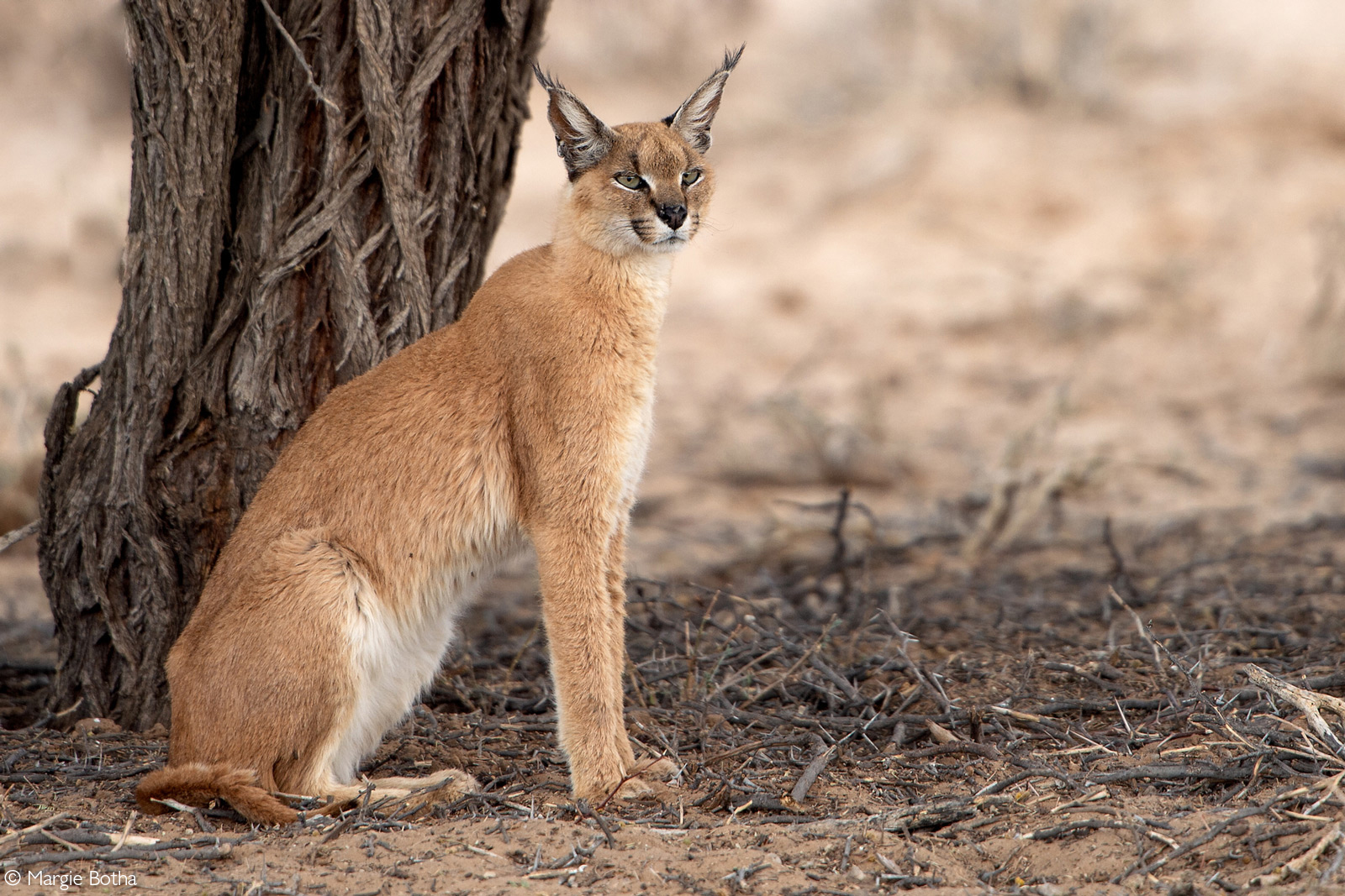 A caracal spotted by the Rooiputs waterhole. Kgalagadi Transfrontier Park, South Africa © Margie Botha