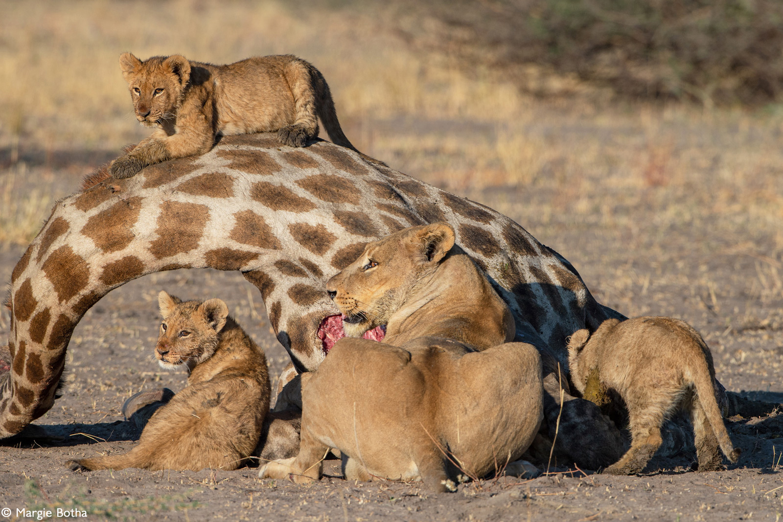 A lioness and her three cubs having a feast at the giraffe carcass. Savuti, Botswana © Margie Botha