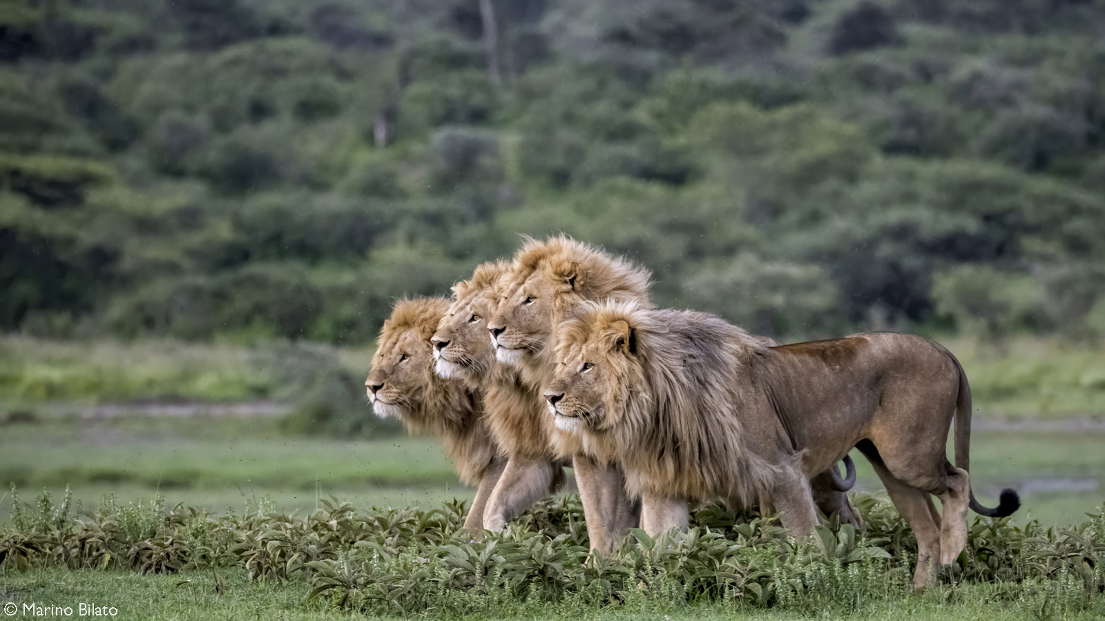 A coalition of lions intently focus on potential prey. Ndutu, Ngorongoro Conservation Area, Tanzania © Marino Bilato