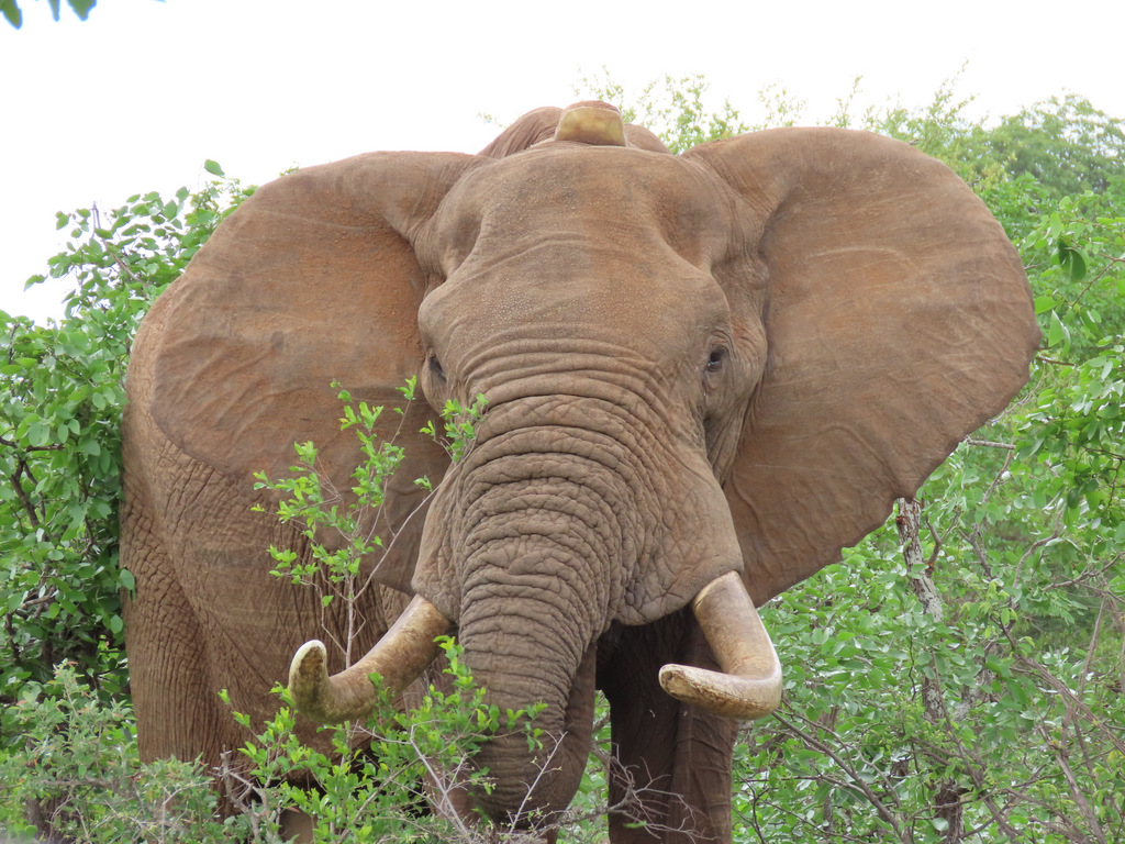 Large elephant Matambu in Greater Kruger, South Africa elephants