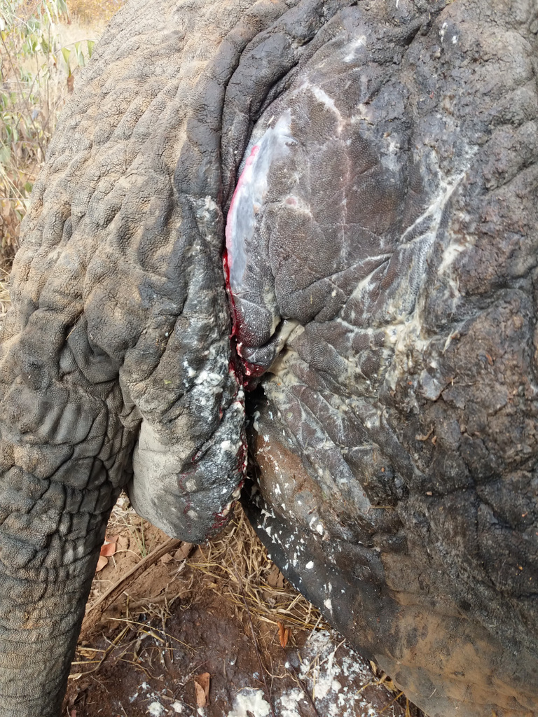 Wound on elephant, Matambu, being treated by vets in Greater Kruger, South Africa elephants