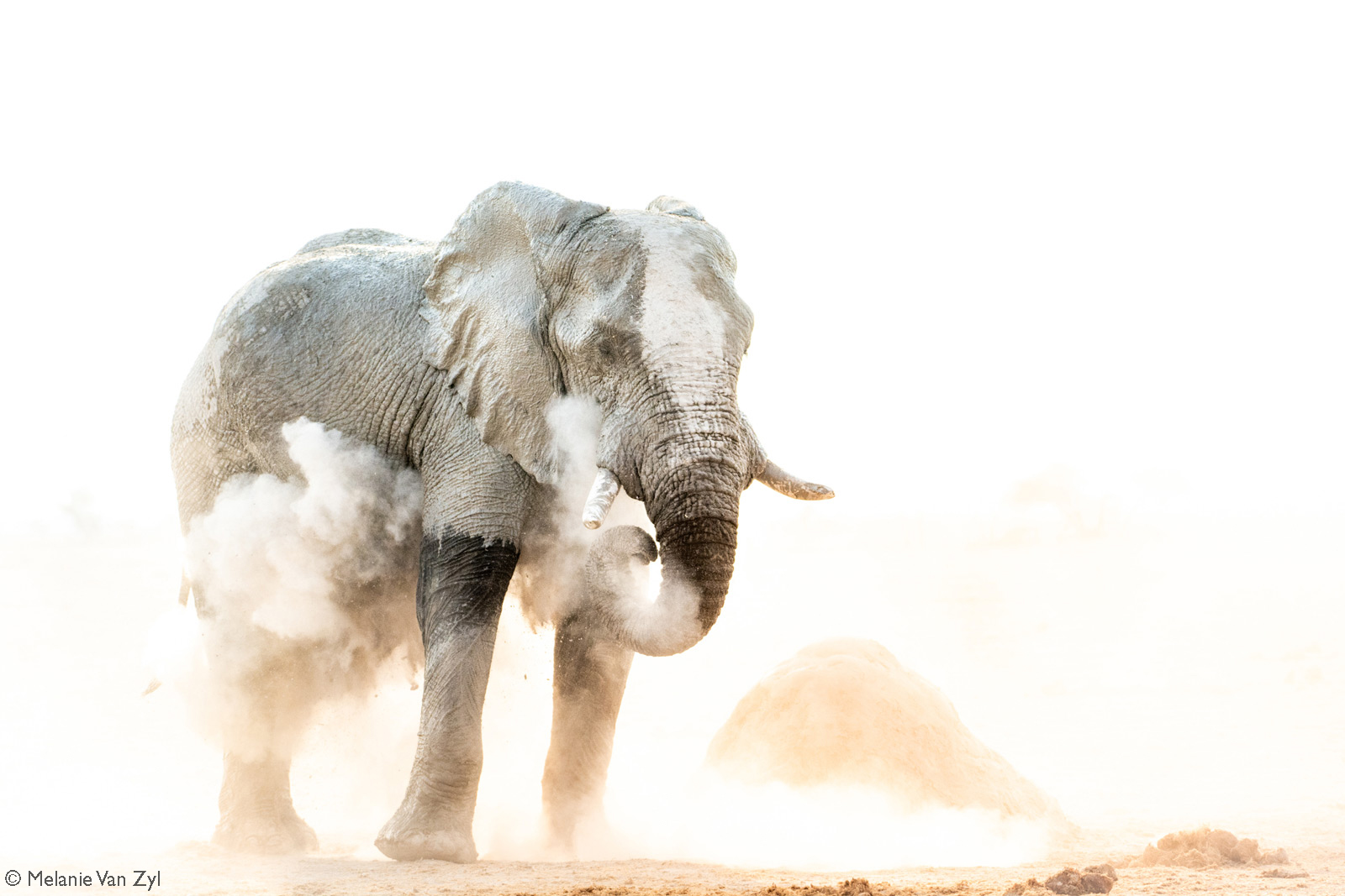 A bull elephant in Nxai Pan douses himself in the white powder so iconic of the Makgadikgadi Salt Pans network in Botswana © Melanie van Zyl