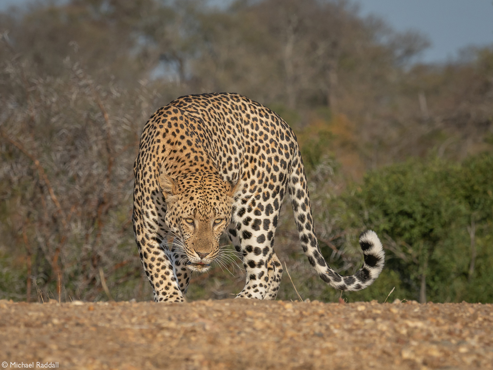 A male leopard makes his way to higher ground after a morning drink at the waterhole. Thornybush Private Game Reserve, South Africa © Michael Raddal