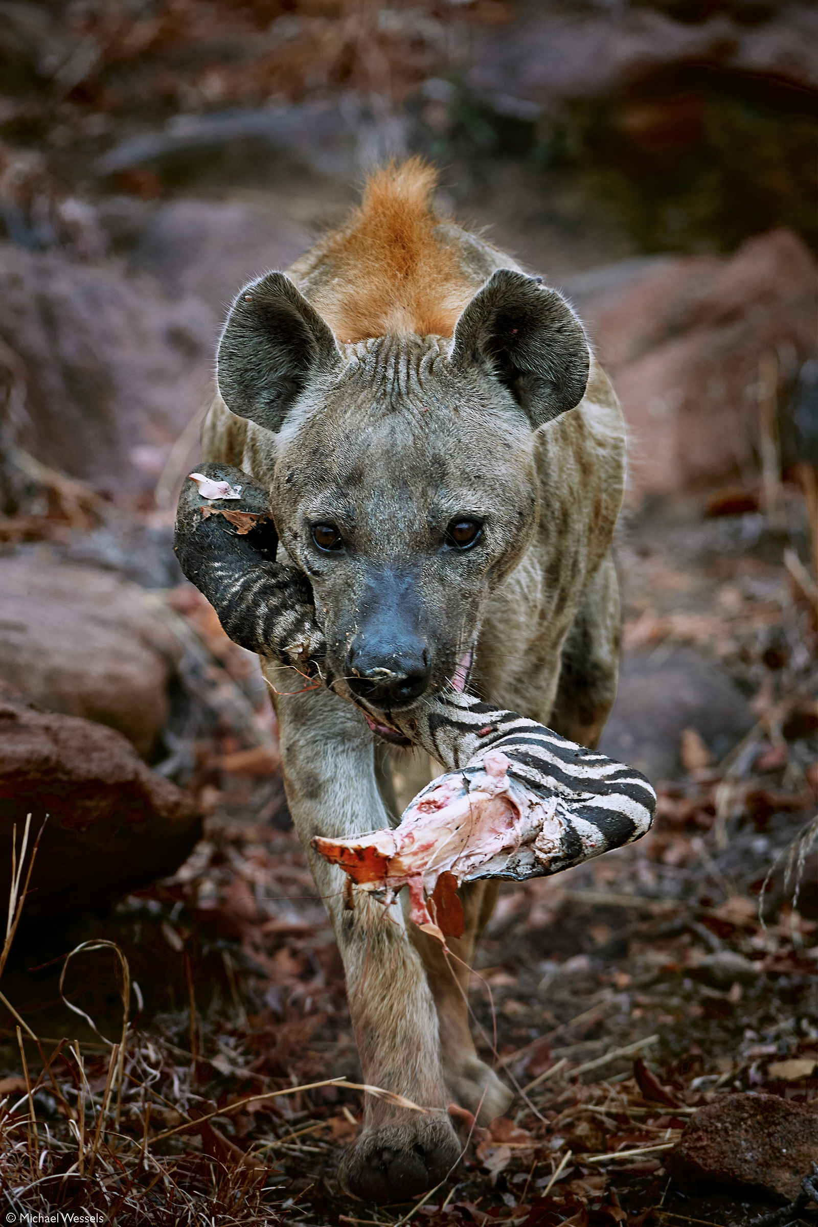 A spotted hyena makes off with a zebra leg. Welgevonden Private Game Reserve, South Africa © Michael Wessels