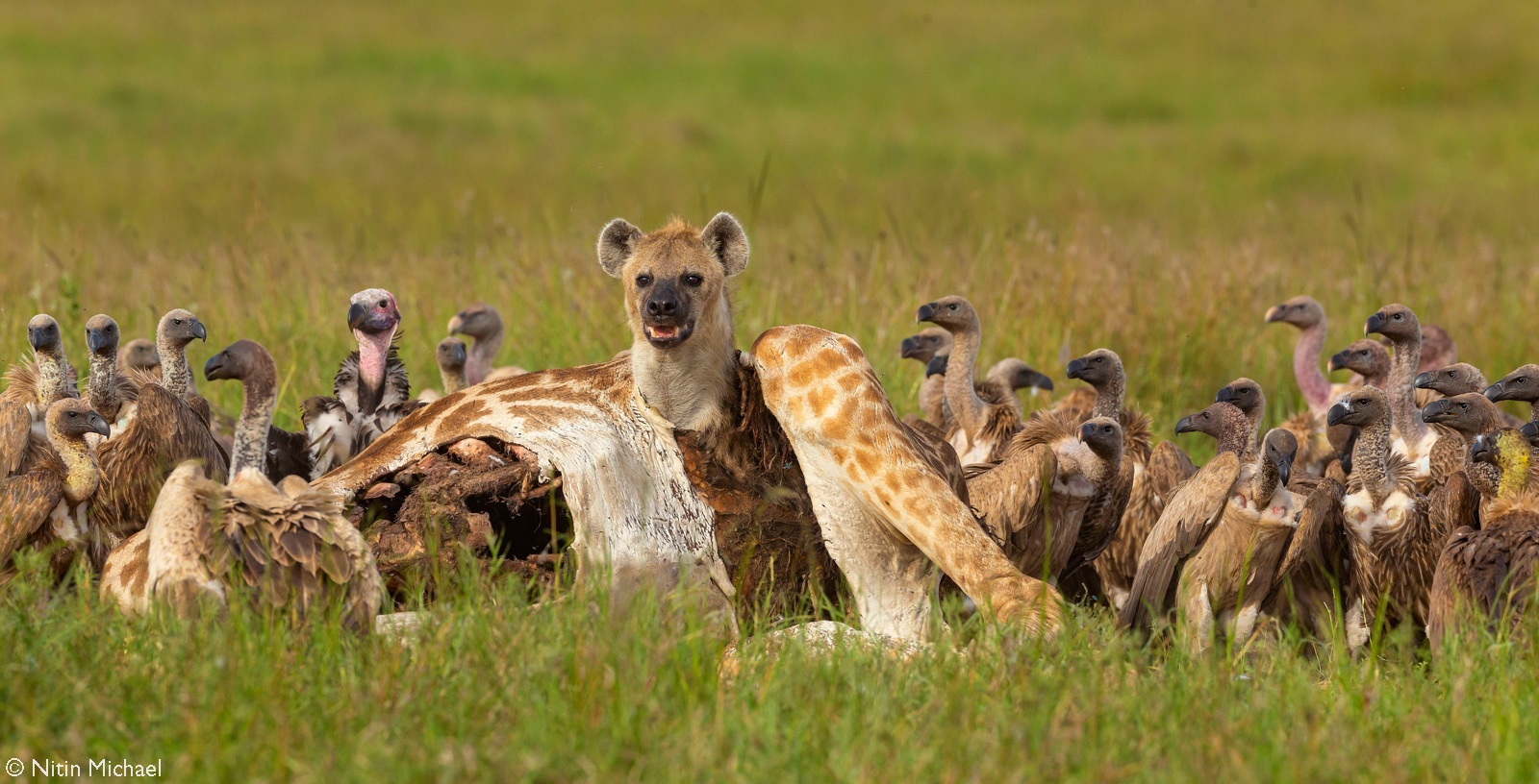 A spotted hyena pops its head out of the carcass of a giraffe that had died while giving birth. Maasai Mara National Reserve, Kenya © Nitin Michael