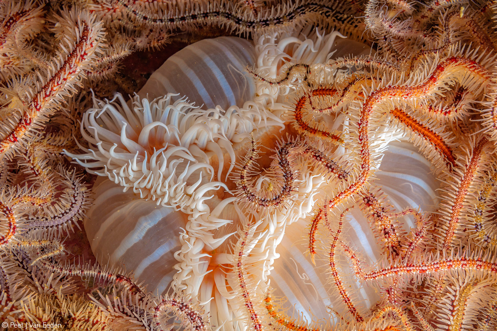 Interwoven brittle stars with a sandy anemone. Outer Photographer’s Reef near Simonstown, South Africa © Peet J. Van Eeden