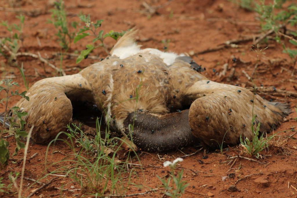 Carcass of a poisoned vulture