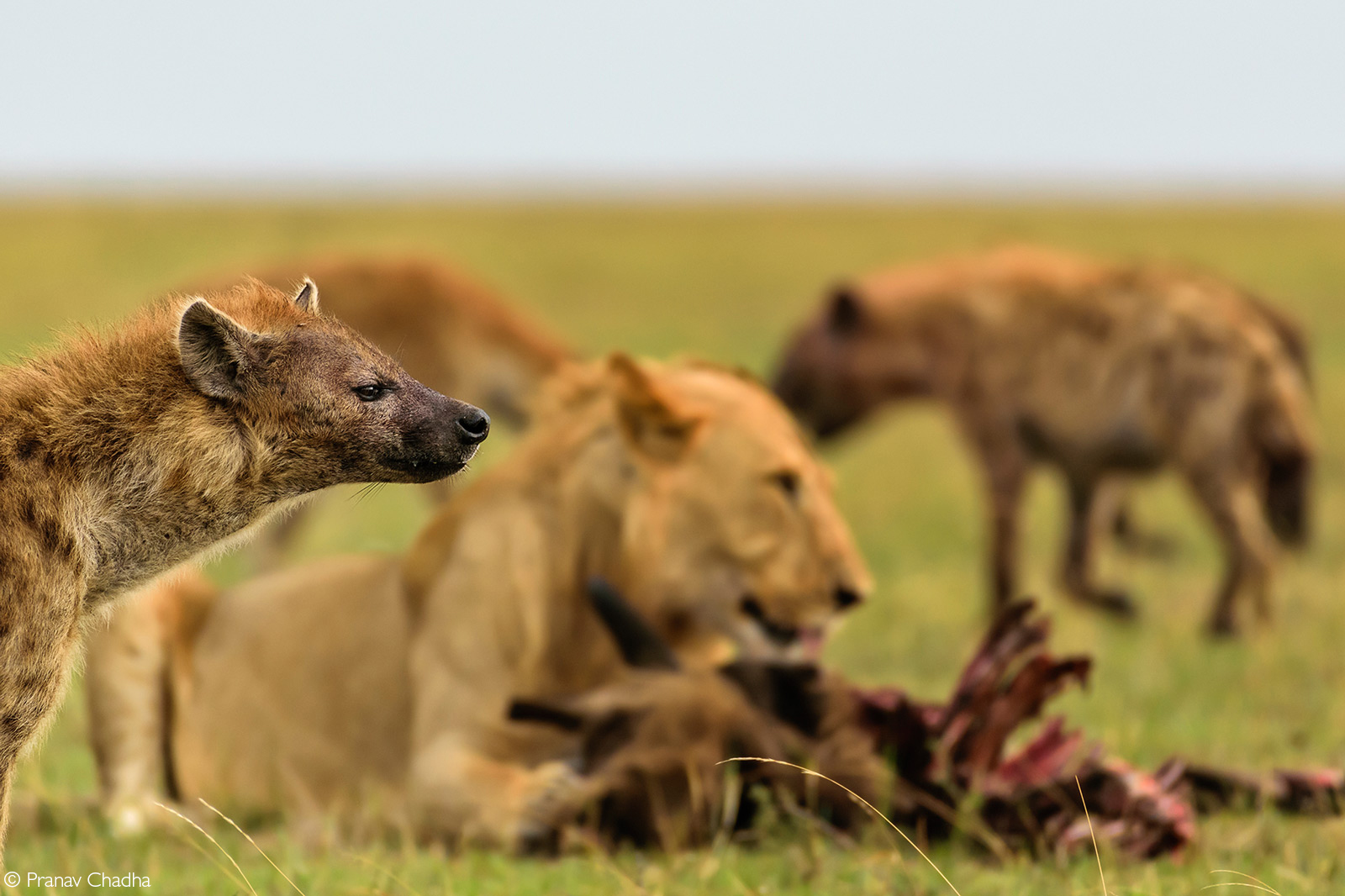 A sub-adult lion comes in to steal a kill made by spotted hyenas, Maasai Mara National Reserve, Kenya © Pranav Chadha
