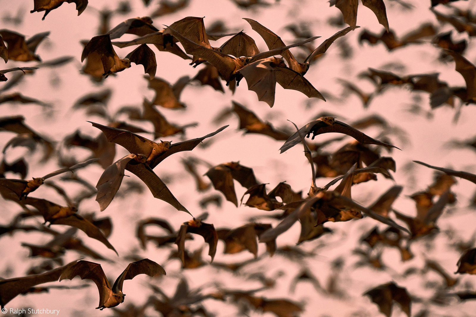 Straw-coloured fruit bats. Kasanka National Park, Zambia © Ralph Stutchbury