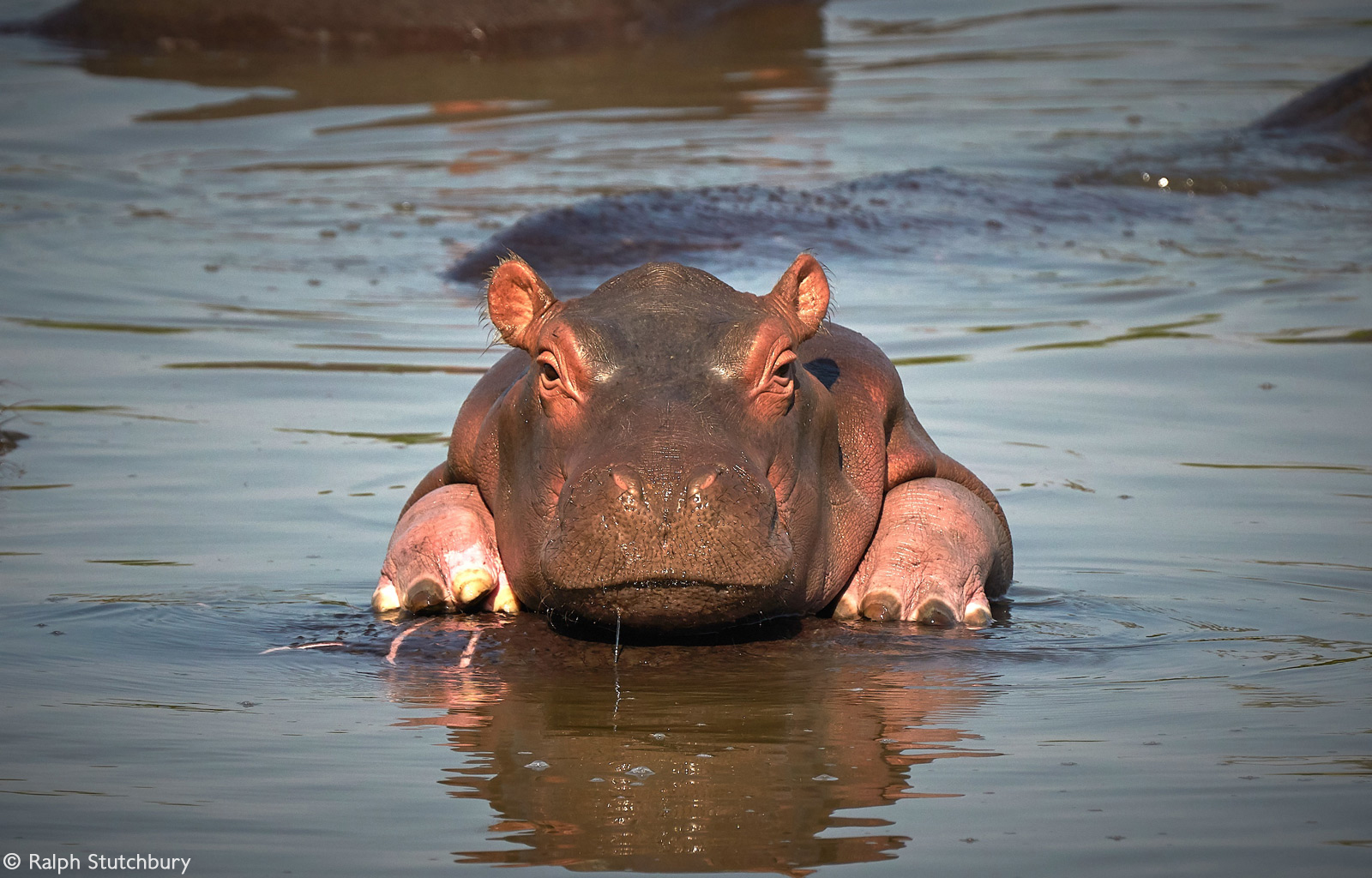 A baby hippo rests on its mother's back in the Luangwa River. Luambe National Park, Zambia © Ralph Stutchbury