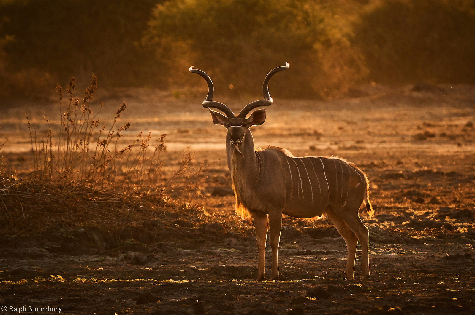 Kudu bull at sunset. Gonarezhou National Park, Zimbabwe © Ralph Stutchbury