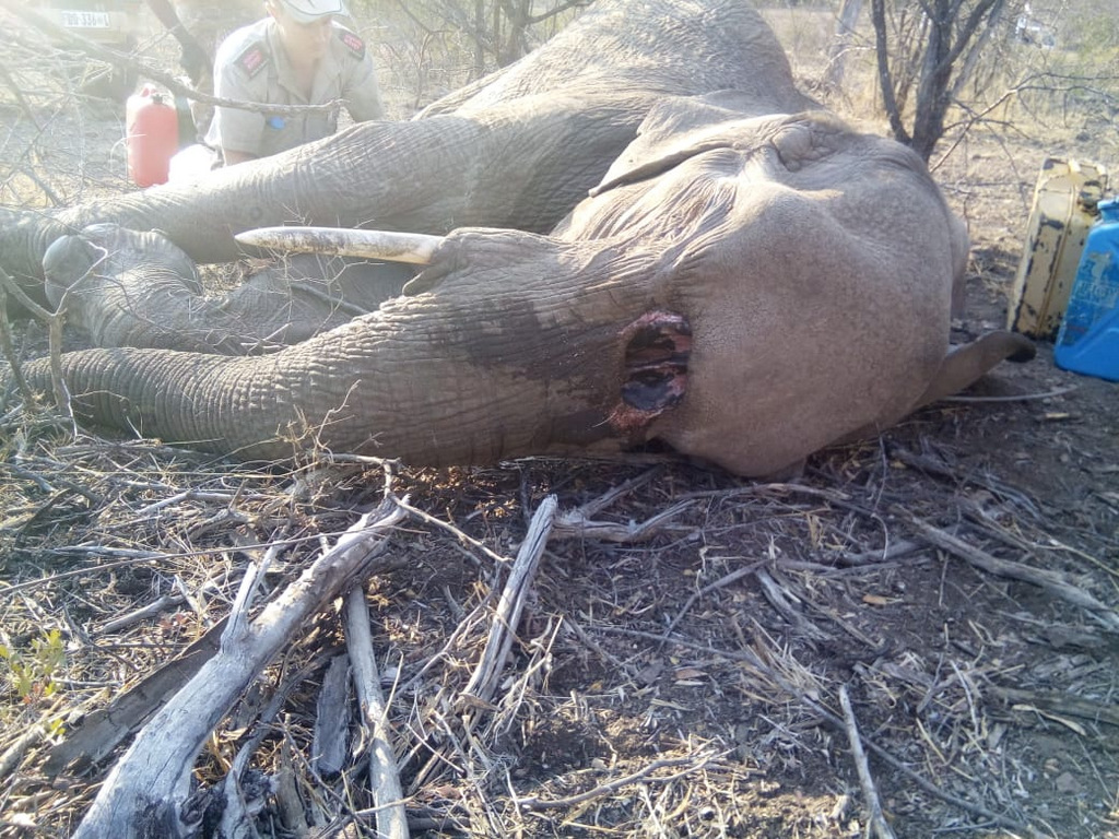Elephant cow, Rhandzekile, sedated while vets look at hole in head, Greater Kruger, South Africa