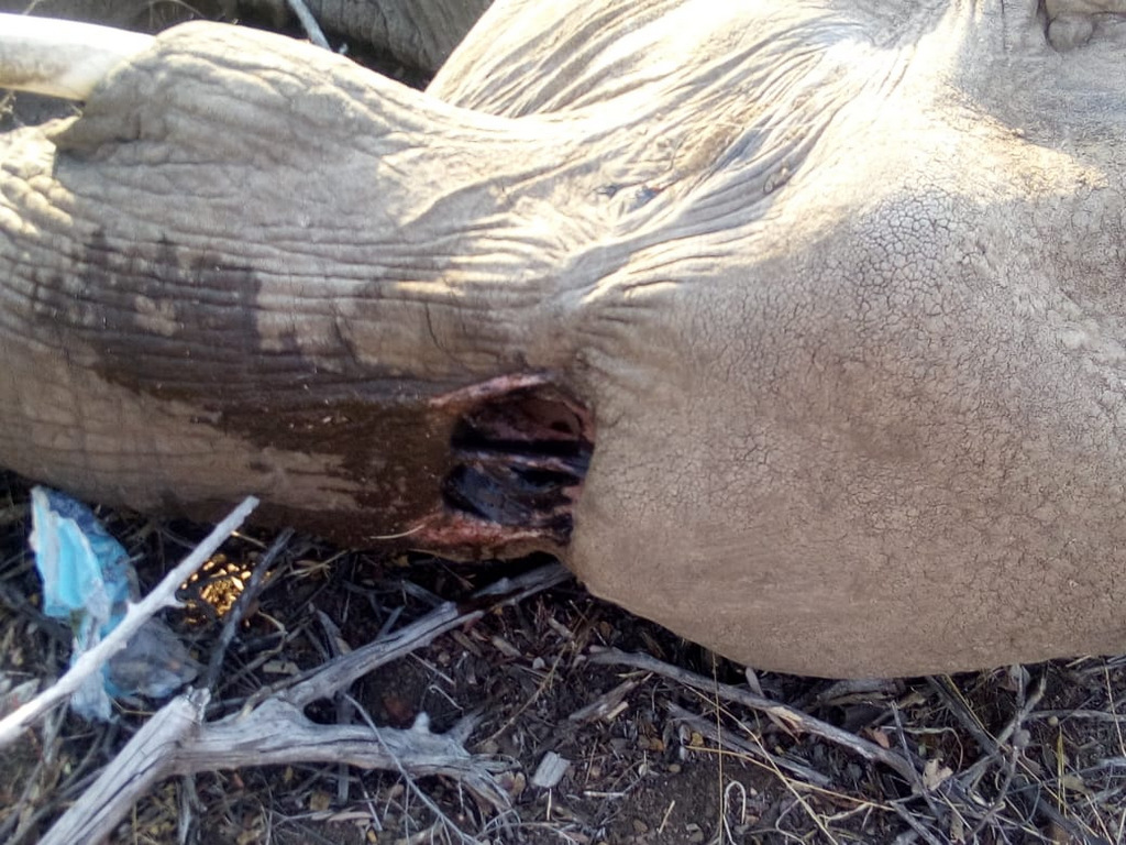 Elephant cow with hole in head, birth defect, Greater Kruger, South Africa elephants