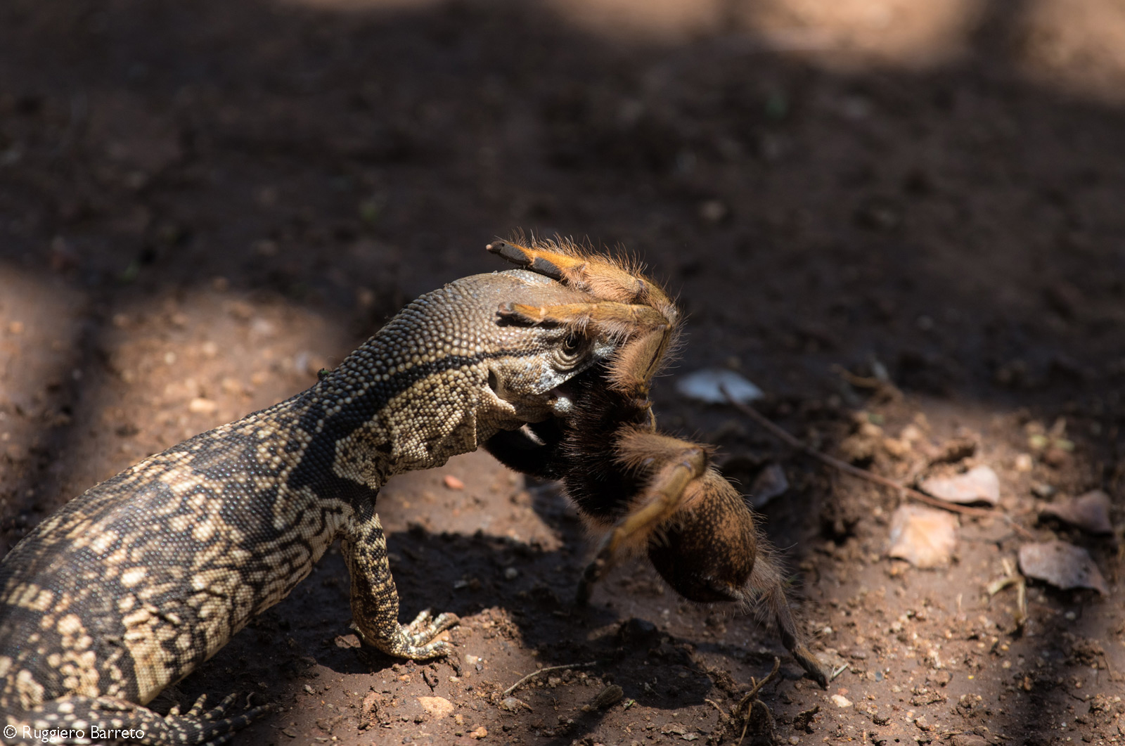 A battle between a small monitor lizard and a baboon spider. After about 15 minutes the lizard eventually took control and overpowered the spider and carried it off. Kruger National Park, South Africa © Ruggiero Barreto