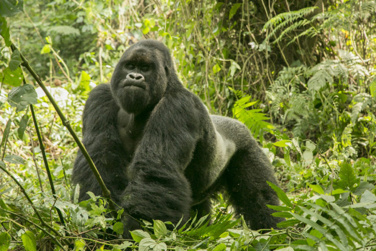 Mountain gorilla population continues to rise Africa Geographic