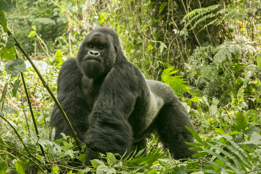 Silverback mountain gorilla in Bwindi, Uganda