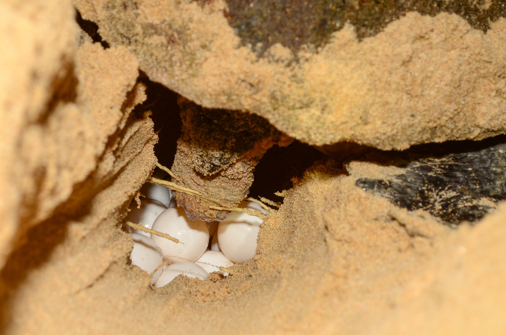 The science behind turtle nesting sites along South Africa's St. Lucia ...