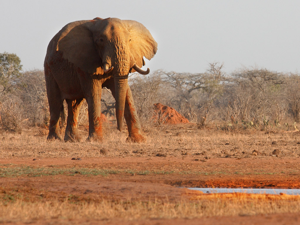 Tragedy as elephant kills woman in Laikipia, Kenya - Africa Geographic