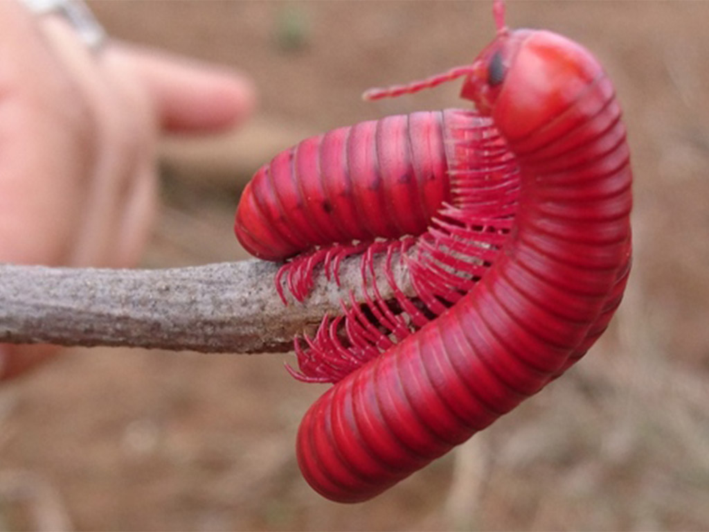 giant african millipede cyanide