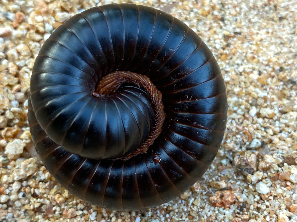 giant african millipede cyanide