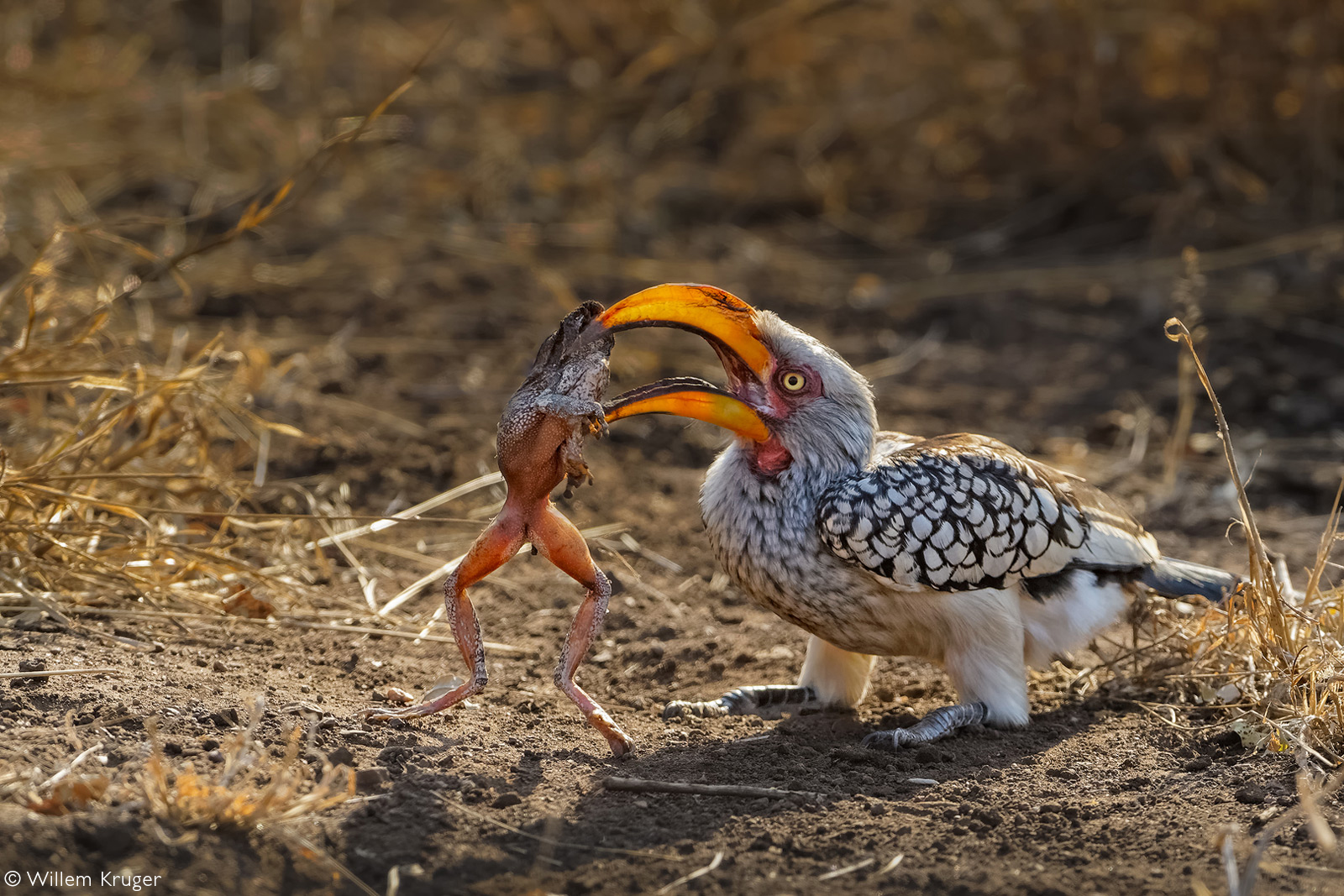 A yellow-billed hornbill with a large toad. Kruger National Park, South Africa © Willem Kruger