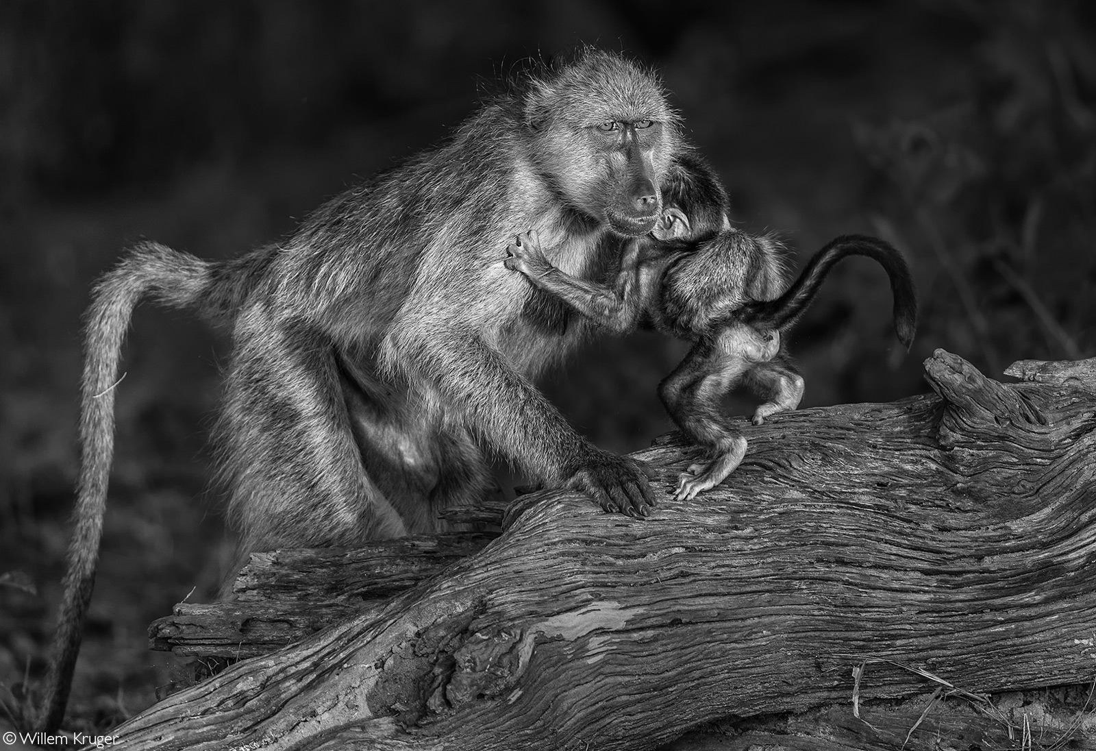 A baboon picks up a baby after time spent drinking from the Chobe River. Chobe National Park, Botswana © Willem Kruger