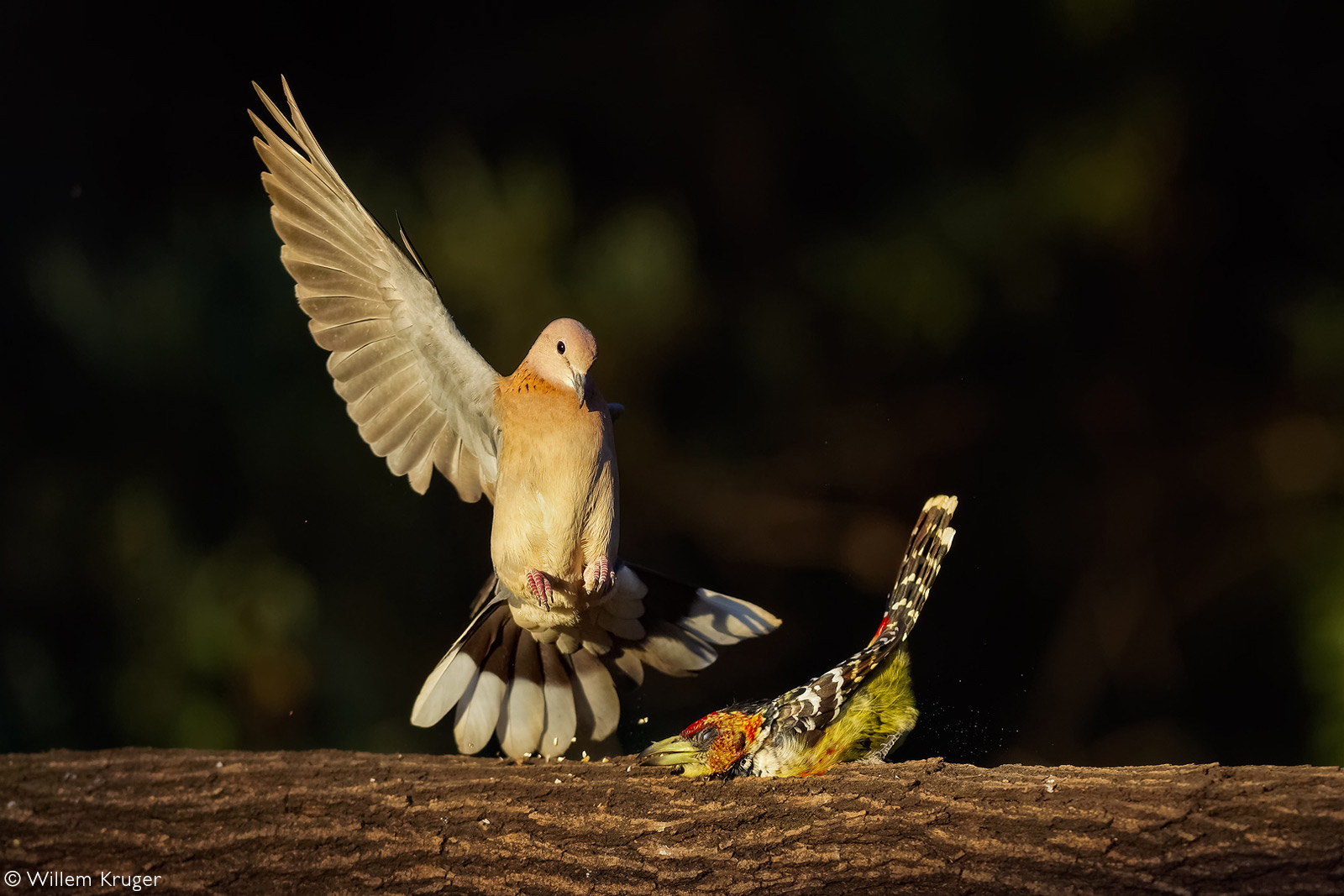 A Cape turtle dove is not impressed with a crested barbet sitting on a branch and tries to chase it away. From a garden in Bloemfontein, South Africa © Willem Kruger