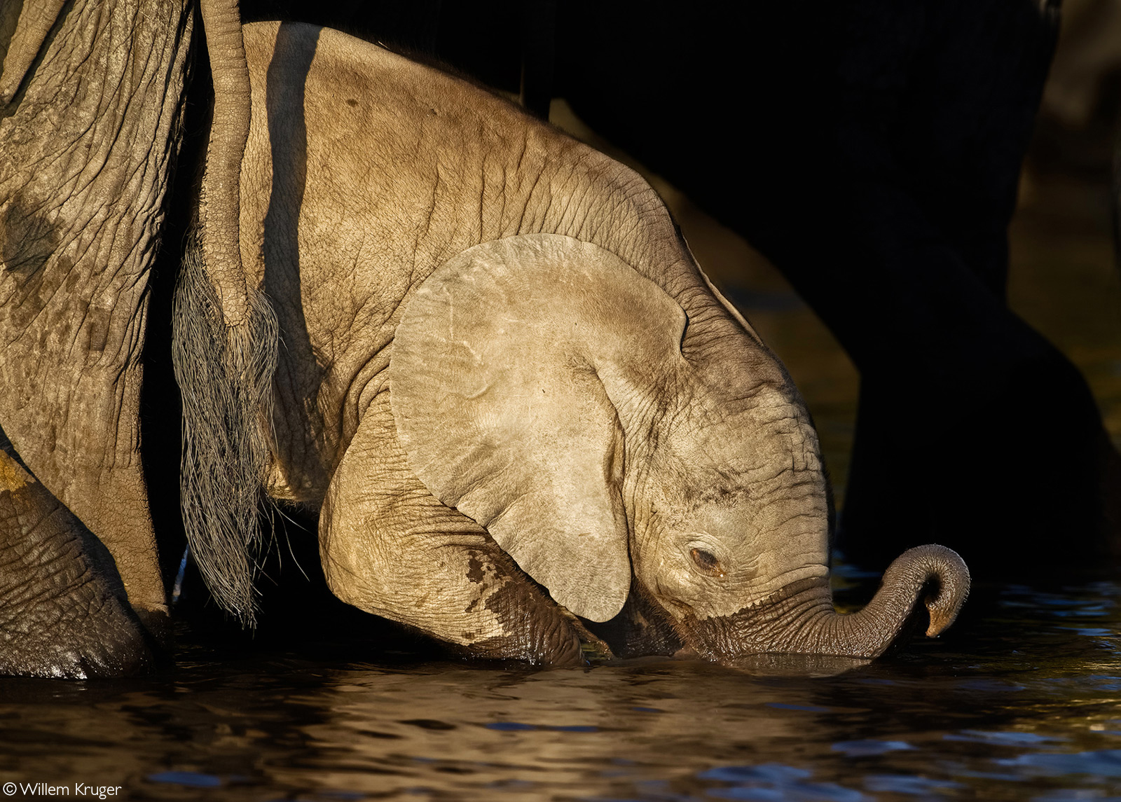 An elephant calf, too young to know how to use its trunk yet, drinks from the Chobe River. Chobe National Park, Botswana © Willem Kruger