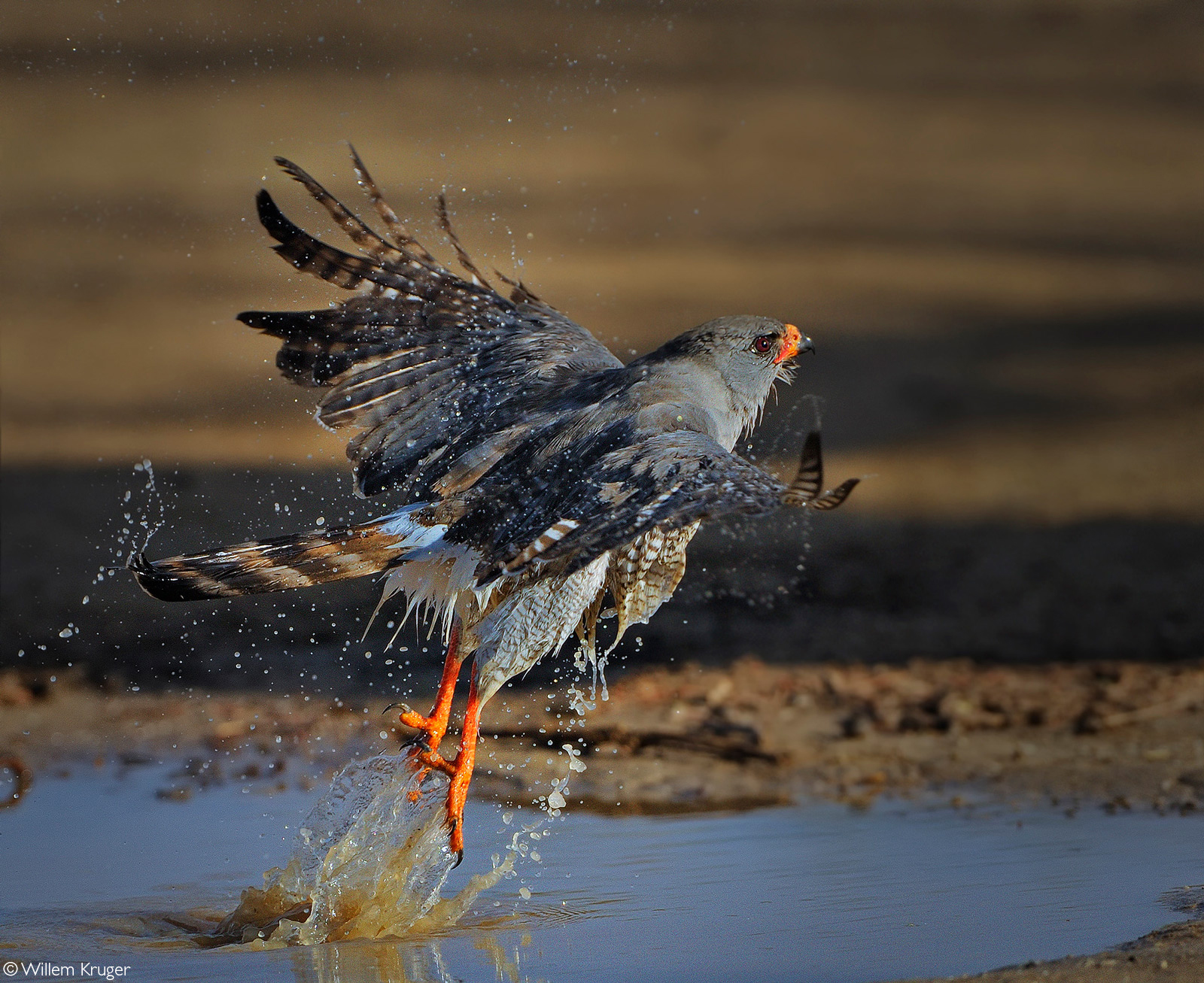 A gabar goshawk takes off after bathing at a waterhole. Kgalagadi Transfrontier Park, South Africa © Willem Kruger