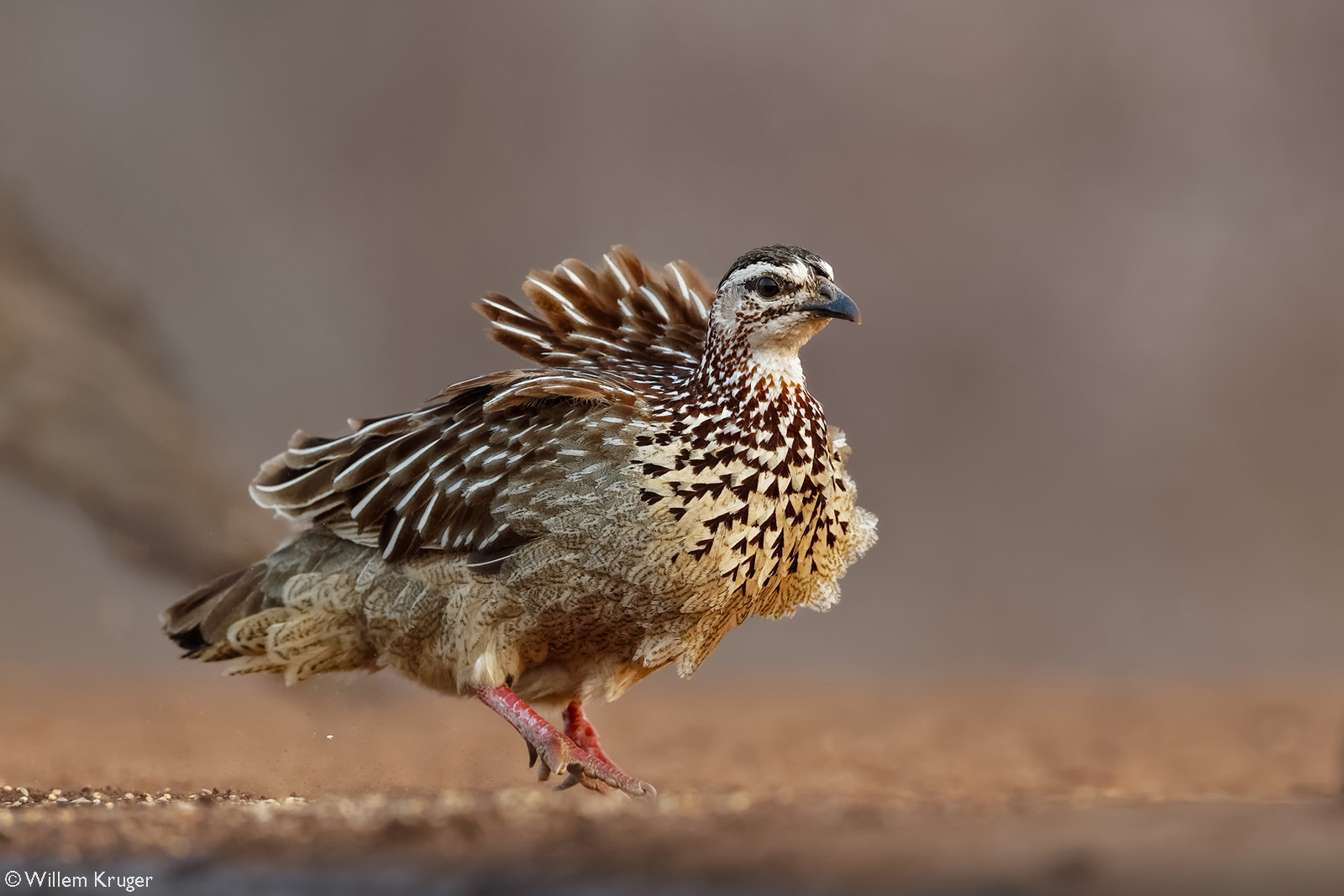 A crested francolin on a windy day. Karongwe Private Game Reserve, South Africa © Willem Kruger