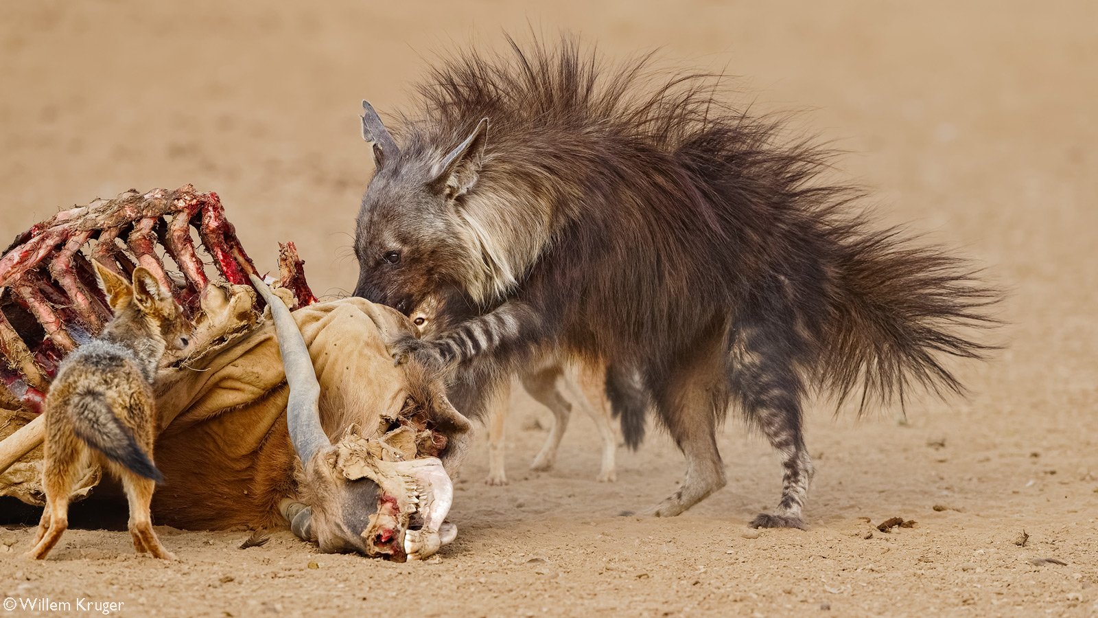 A brown hyena tries to intimidate black-backed jackals at an eland carcass – that was killed the night before by lions – by raising its hair to look bigger. Kij Kij waterhole, Kgalagadi Transfrontier Park, South Africa/Botswana © Willem Kruger