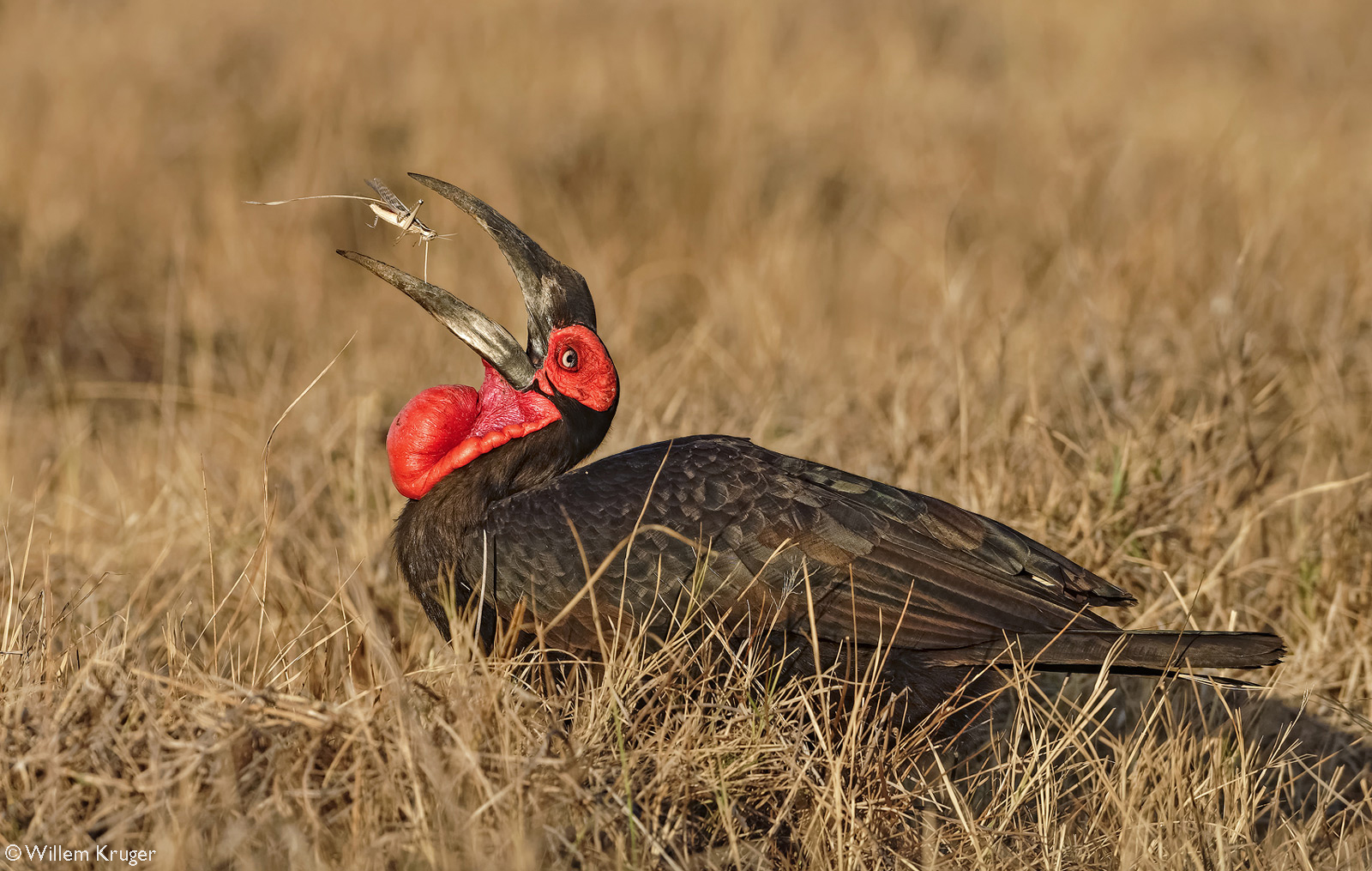 A southern ground-hornbill snacks on a grasshopper. Moremi Game Reserve, Botswana © Willem Kruger