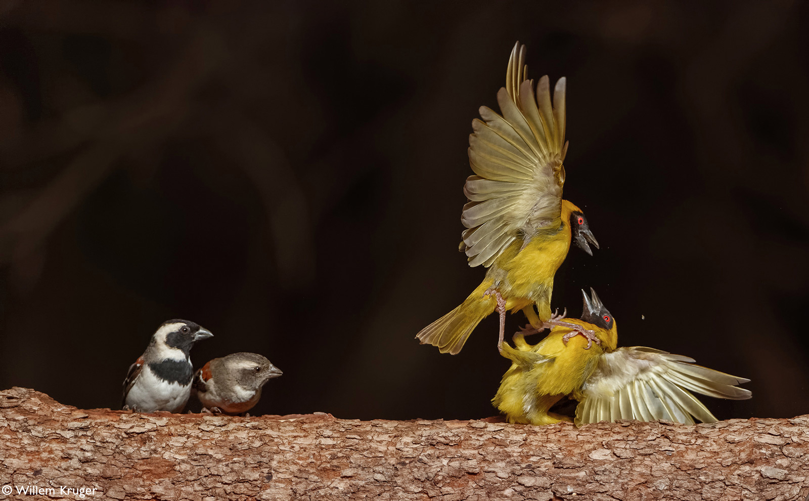Two male southern masked weavers fight to establish dominance while sparrows watch on. Bloemfontein, South Africa © Willem Kruger