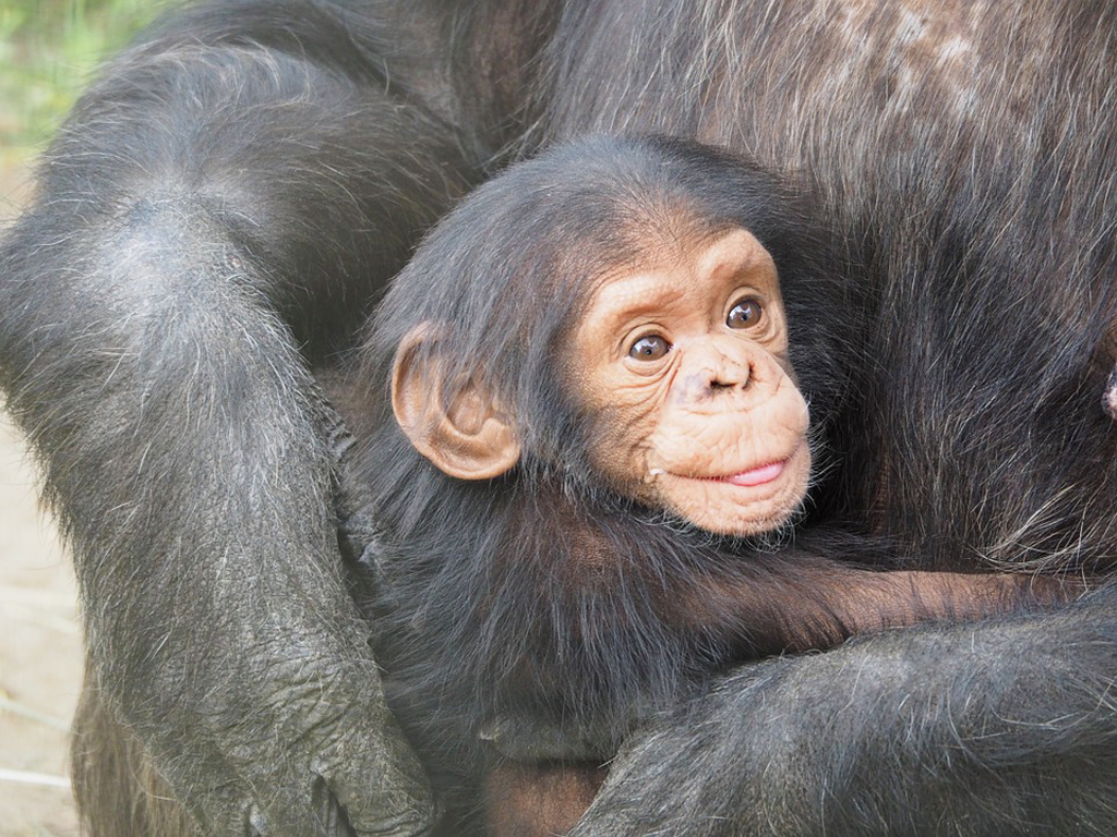 chimpanzee baby eating