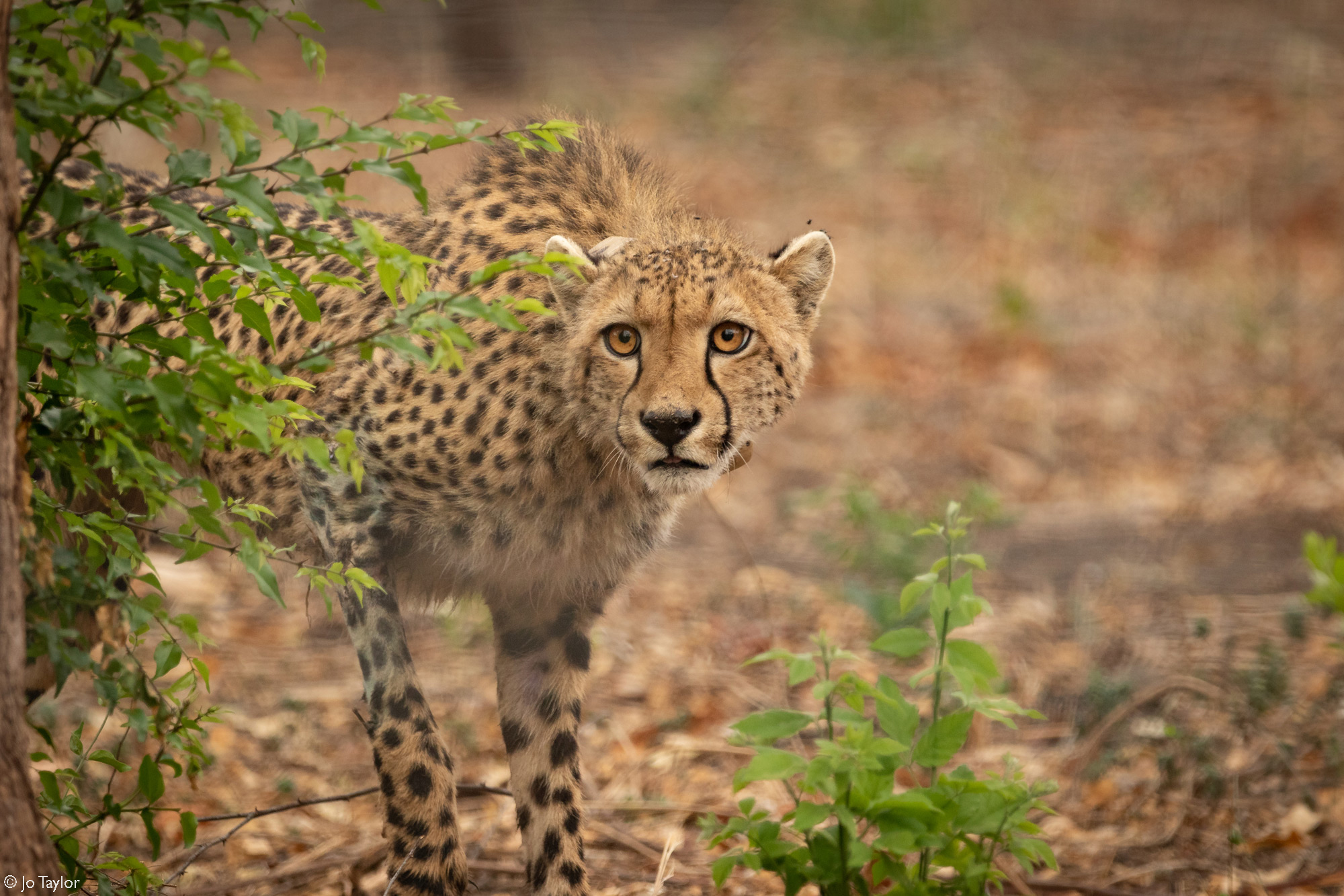 The female cheetah that we drove for over 55 hours cautiously explores her new home © Jo Taylor