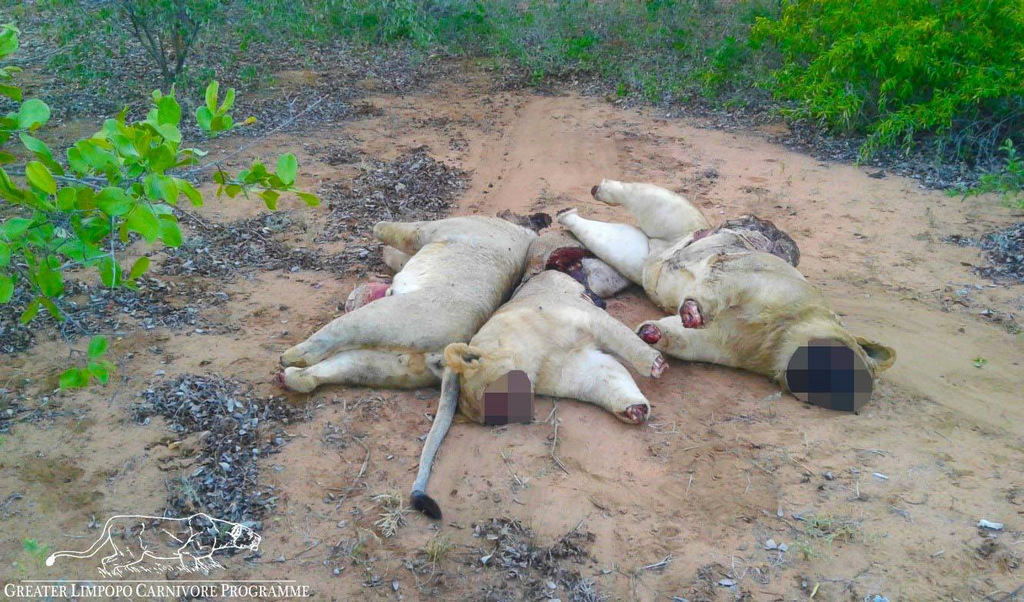 密猟された3頭のライオンの死骸