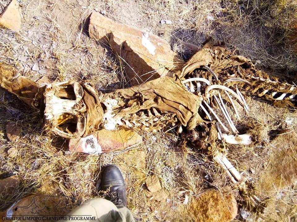 the remains of a lion, skeleton, carcass