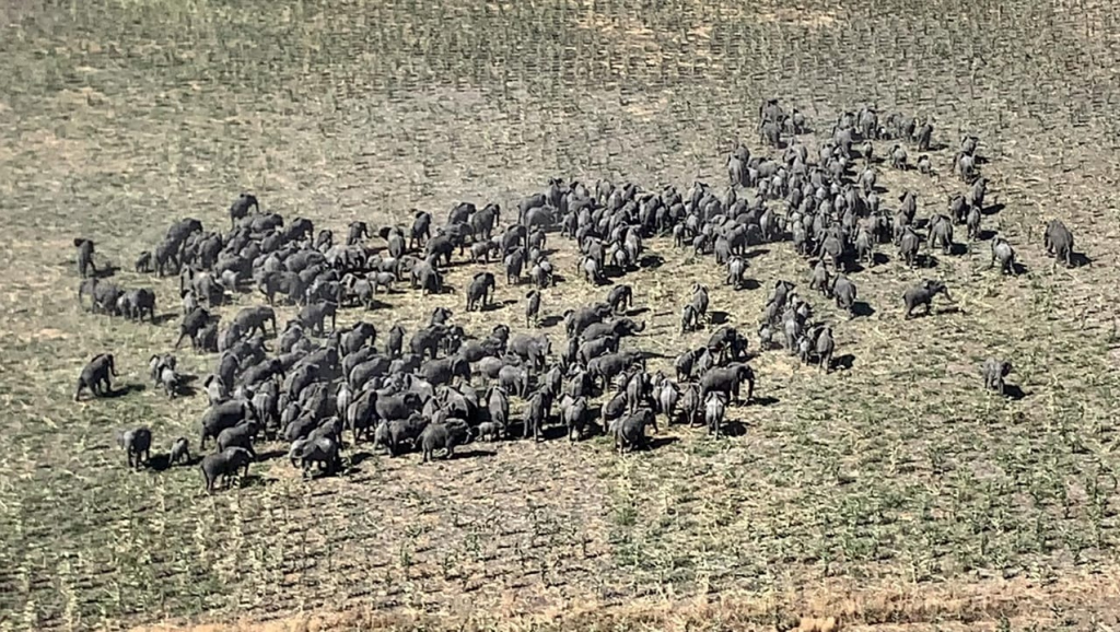 A large herd of elephants seen moving across the savannah close to Rann in Borno State, Nigeria