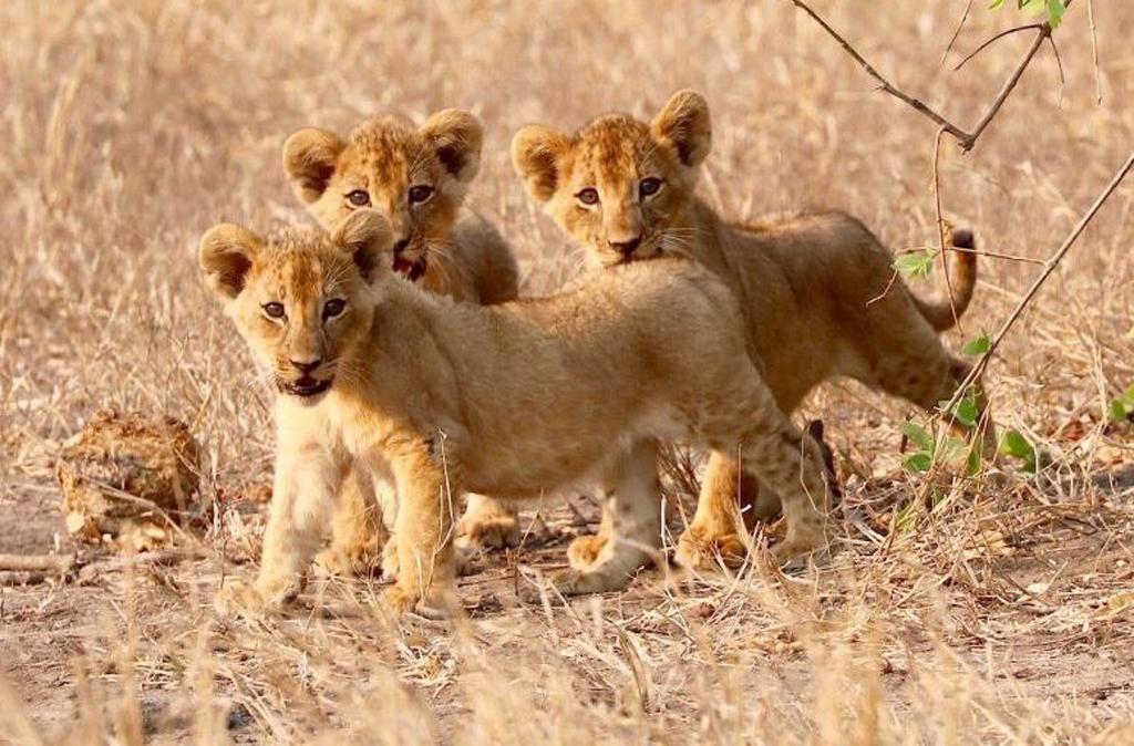 Lion cubs in Gorongosa, Mozambique