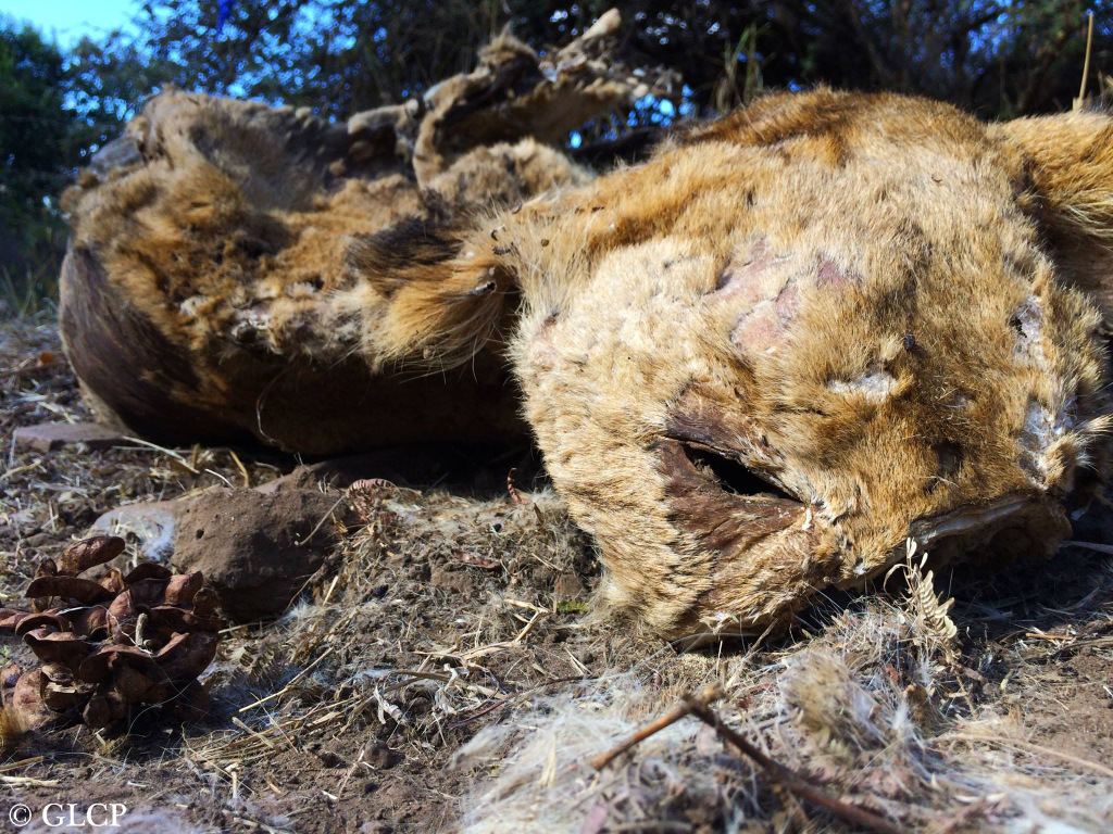 Carcass of a lion