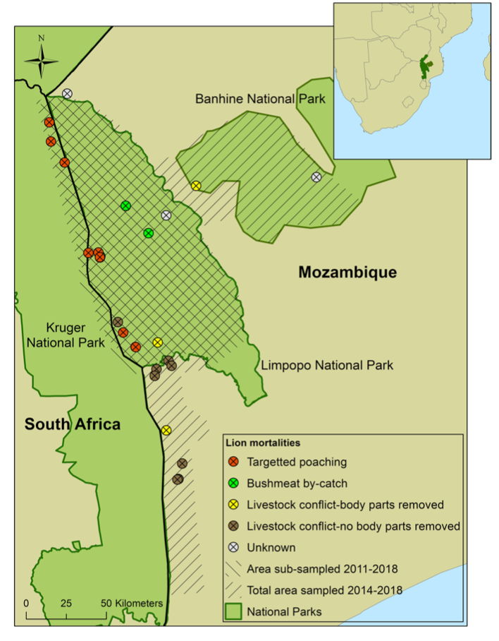 Map showing study area and locations of lion mortality events in Limpopo National Park