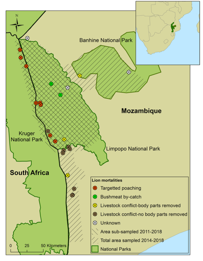 Karte mit Untersuchungsgebiet und Orten von Löwensterblichkeitsereignissen im Limpopo-Nationalpark