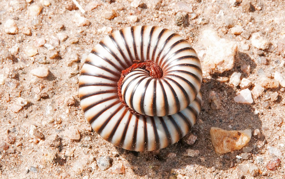 giant african millipede cyanide