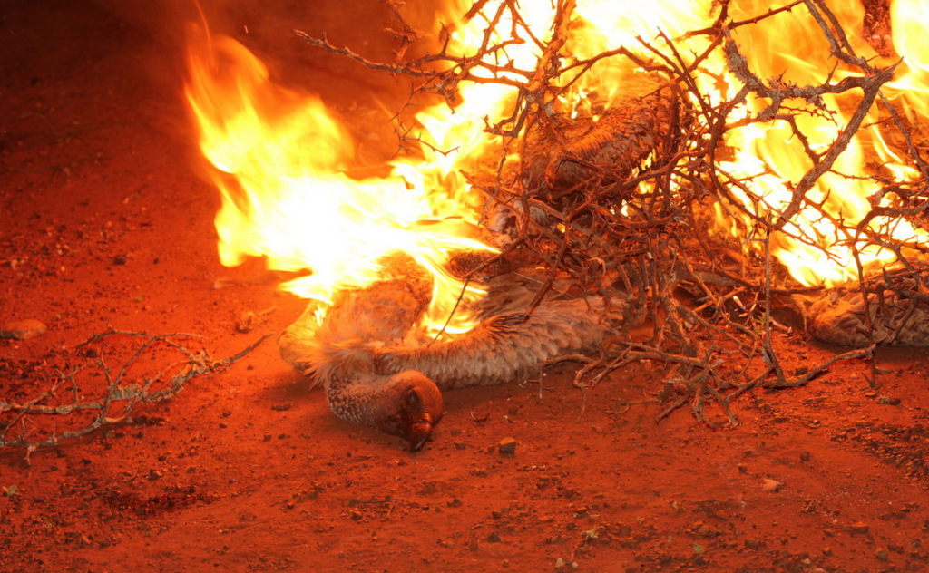 The contaminated carcass of a vulture is burnt to ash to remove the poison from the ecosystem