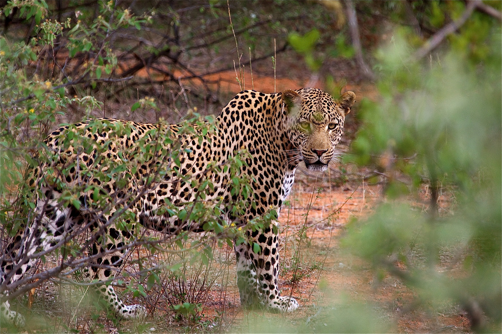 Leopard in the wild